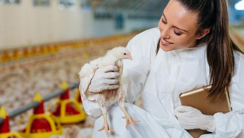 Ветеринария и животноводство